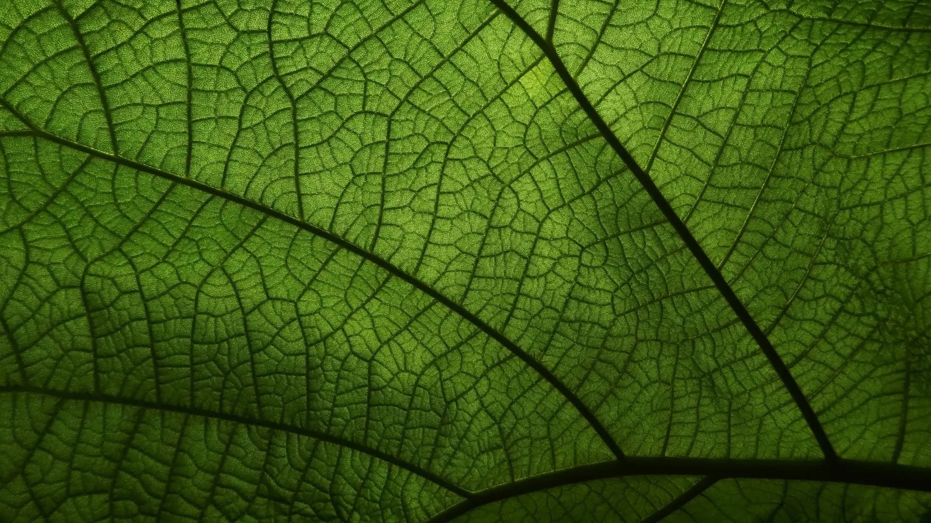TOMATO LEAVES GIVCO 162/4