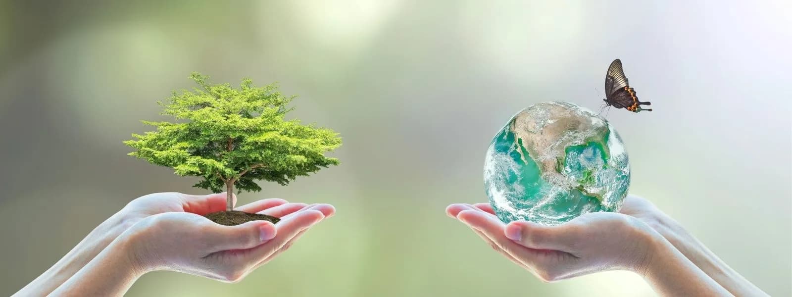 Mains tenant un jeune arbre et la Terre